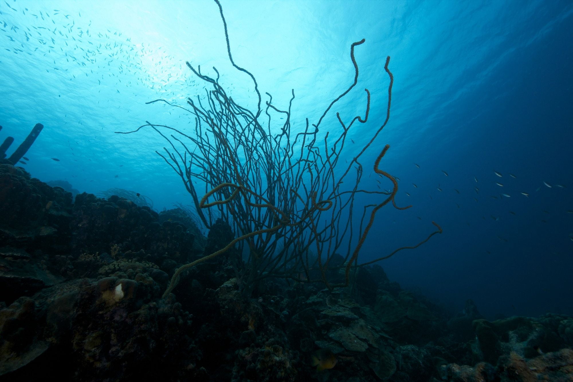 Coral Reef scene Bonaire Caribbean Netherlands Canvas Art - Terry MooreStocktrek Images (35 x 23)