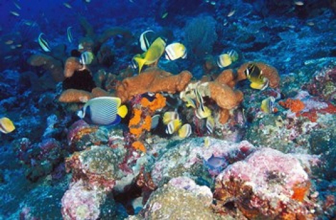 Coral Reefs Papua Indonesia Canvas Art - Michele Westmorland DanitaDelimont (27 x 18)
