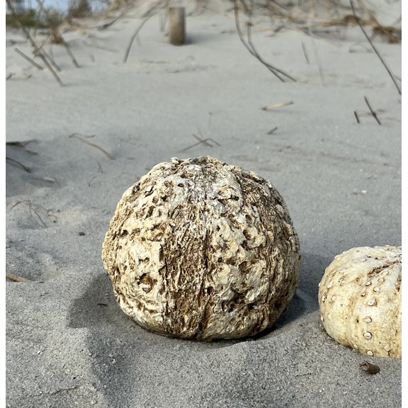 Coral Rock