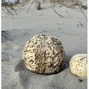 Coral Rock