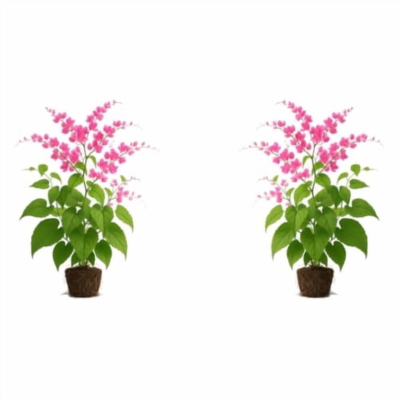 Coral Vine Pink Live Plants - 2 Starter Plants, Full Sun, USDA Zones 9-11, Ships Bare Root