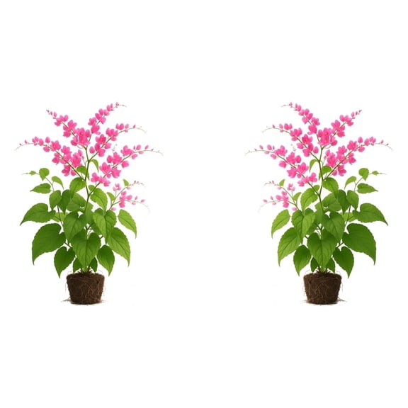 Coral Vine Pink Live Starter Plants - 2 Pack, Full Sun, USDA Zones 9-11, Ships Bare Root