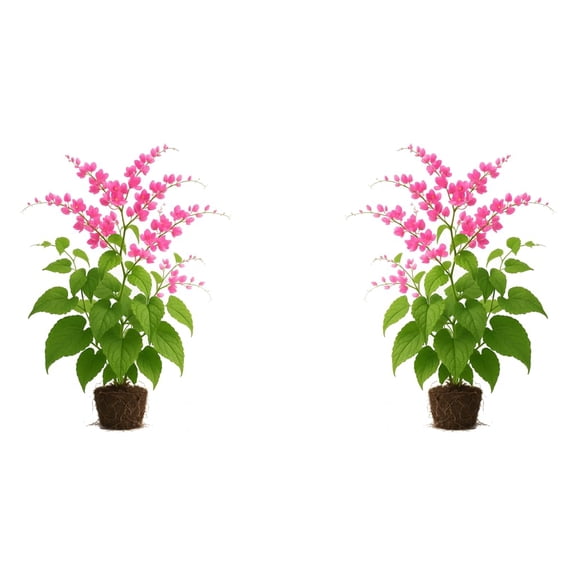 Coral Vine Pink Live Starter Plants - 2 Pack, Full Sun, USDA Zones 9-11, Ships Bare Root