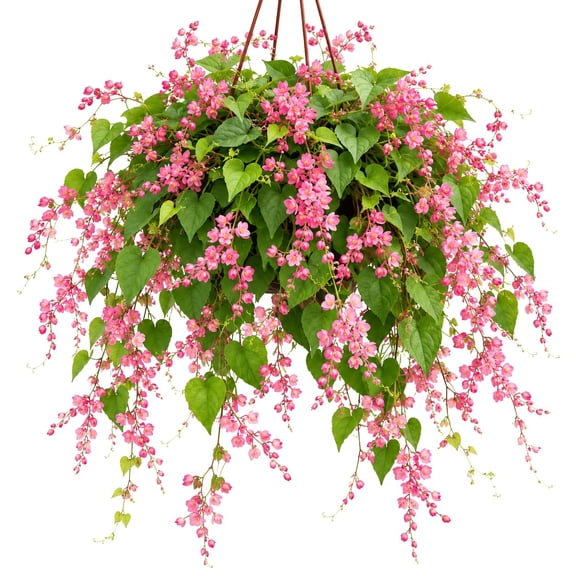 Coral Vine Pink Starter Plants Set of 4, 4-8 In, Full Sun, Non-Toxic, Ships Without Pots