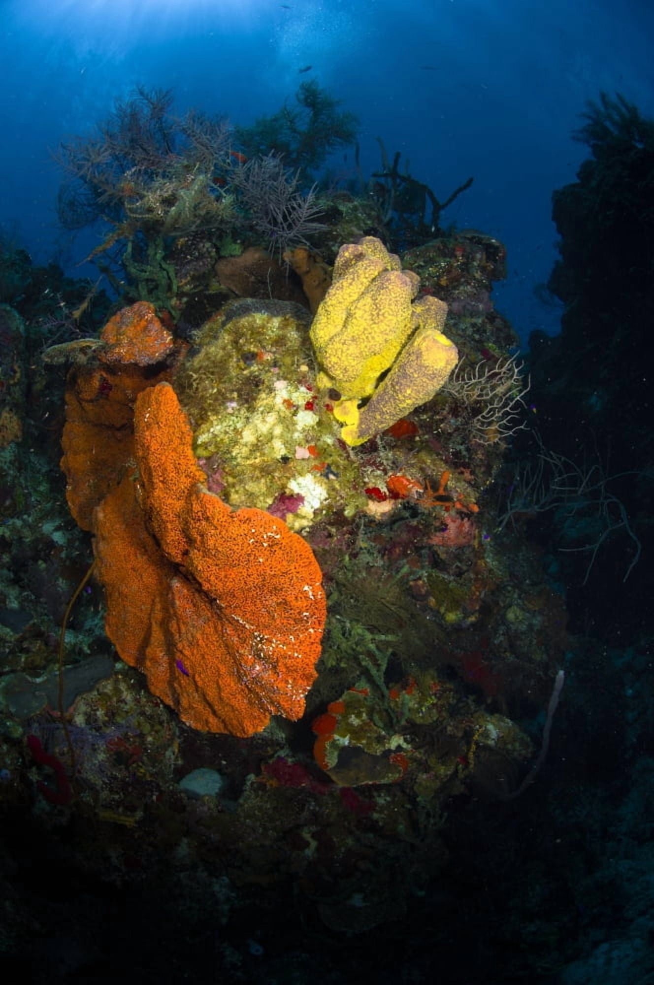 Coral and sponge reef Belize Canvas Art - Todd WinnerStocktrek Images (12 x 18)