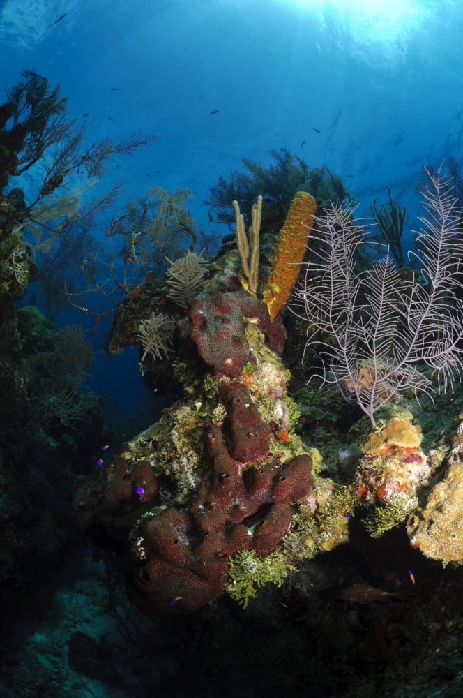Coral and sponge reef Belize Canvas Art - Todd WinnerStocktrek Images (12 x 18)