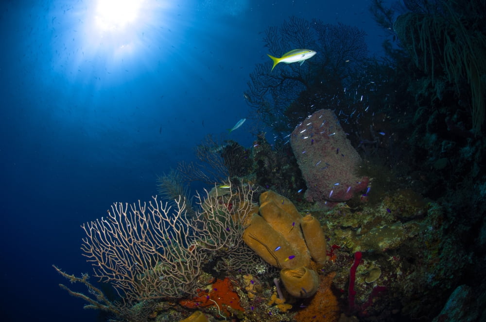 Coral and sponge reef Belize Canvas Art - Todd WinnerStocktrek Images (35 x 23)