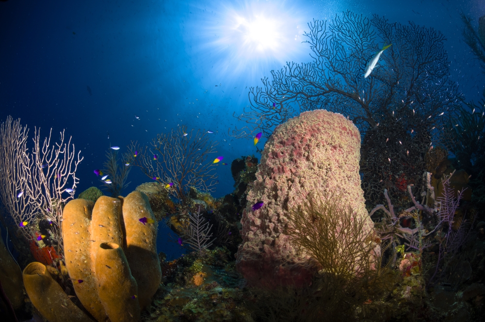 Coral and sponge reef Belize Canvas Art - Todd WinnerStocktrek Images (35 x 23)
