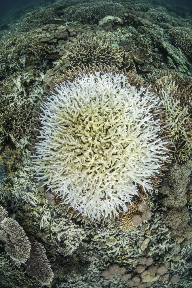 Coral colonies are beginning to bleach on a reef in Indonesia Canvas Art - Ethan DanielsStocktrek Images (12 x 18)