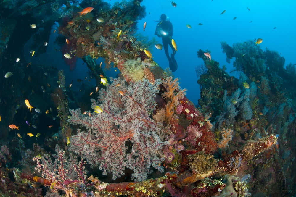 Coral encrusted wreckage on the Liberty Wreck Tulamben Bali Indonesia Canvas Art - Steve JonesStocktrek Images (18 x 12)