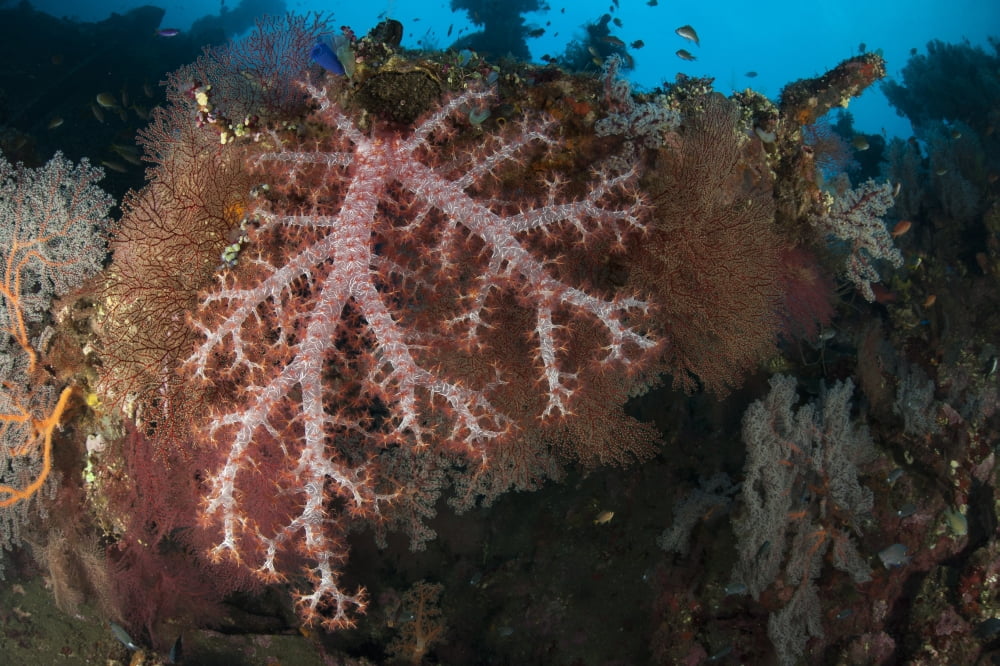 Coral encrusted wreckage on the Liberty Wreck Tulamben Bali Indonesia Canvas Art - Steve JonesStocktrek Images (18 x 12)