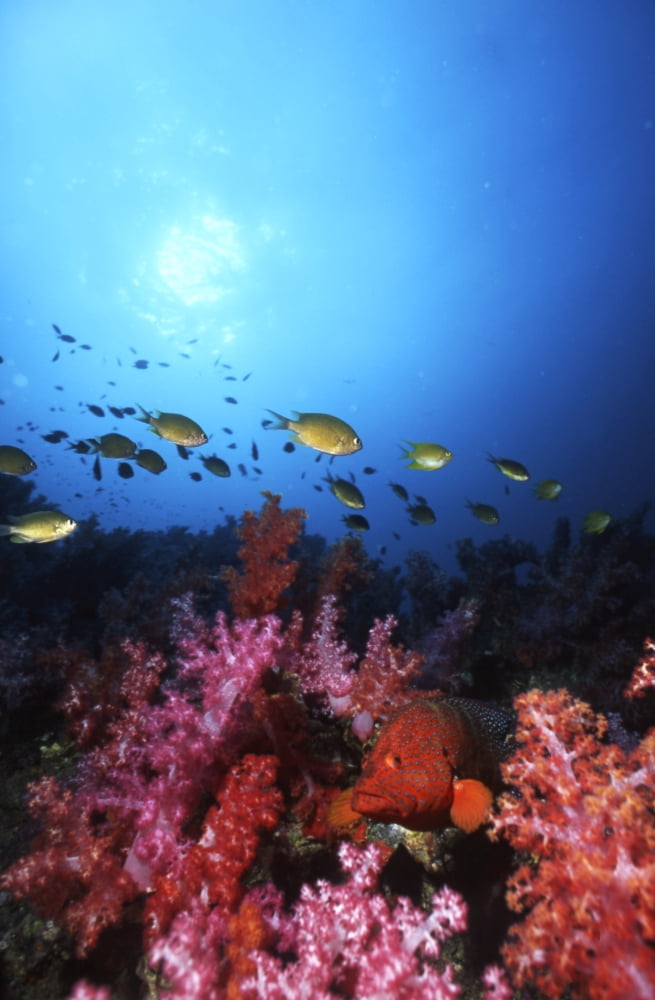 Coral grouper Fiji Canvas Art - Beverly FactorStocktrek Images (23 x 35)