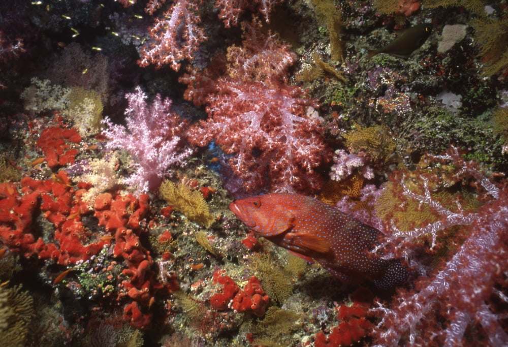 Coral grouper Fiji Canvas Art - Beverly FactorStocktrek Images (34 x 24)