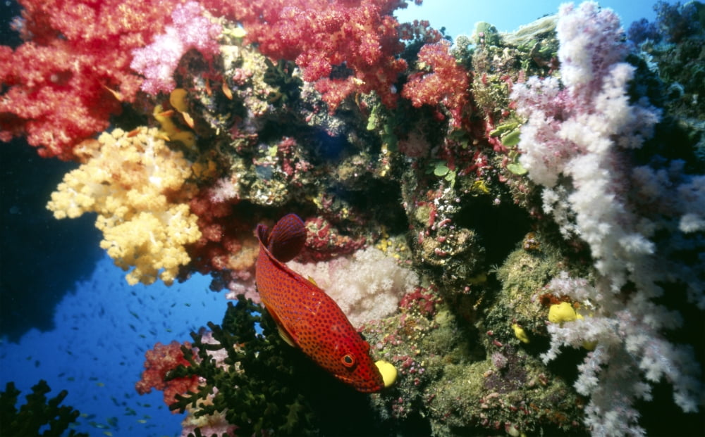 Coral grouper Fiji Canvas Art - Beverly FactorStocktrek Images (35 x 22)