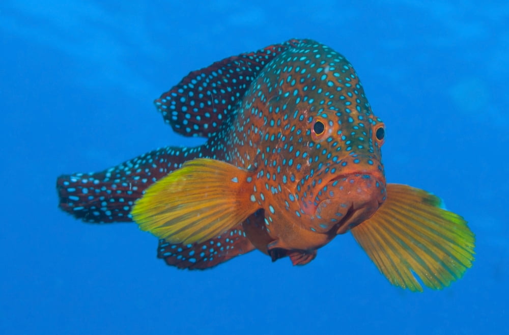 Coral grouper Kimbe Bay Papua New Guinea Canvas Art - Steve JonesStocktrek Images (18 x 12)