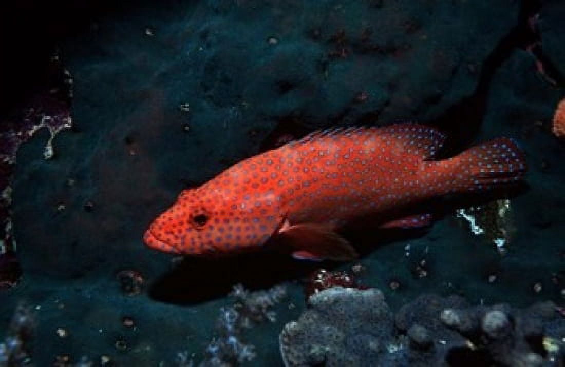 Coral hind at Elphinstone Reef Red Sea Egypt Canvas Art - Ali Kabas DanitaDelimont (18 x 12)