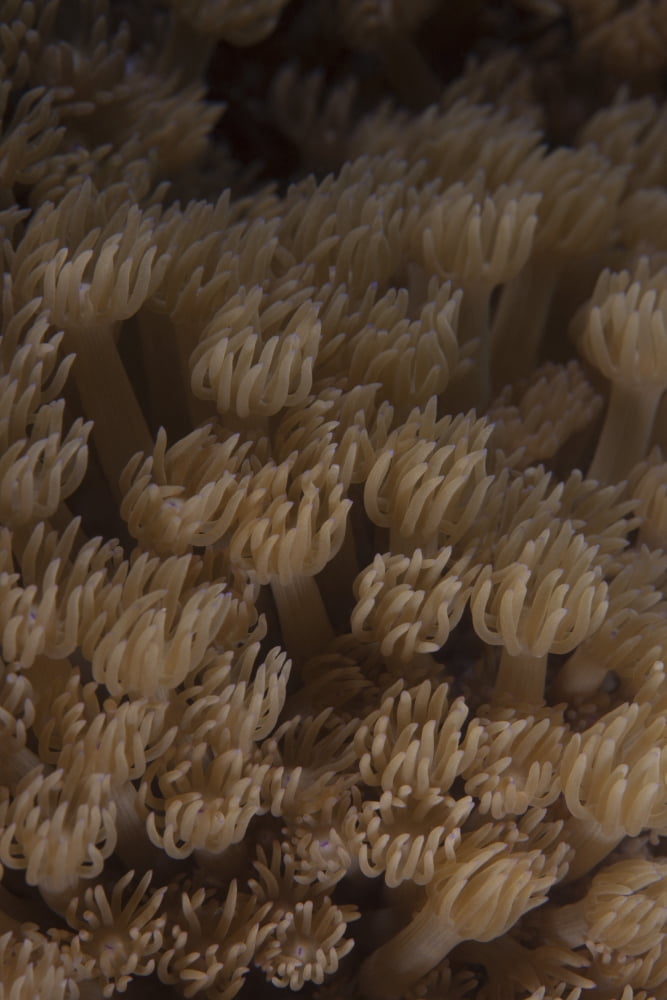 Coral polyps feeding Beqa Lagoon Fiji Canvas Art - Terry MooreStocktrek Images (12 x 18)
