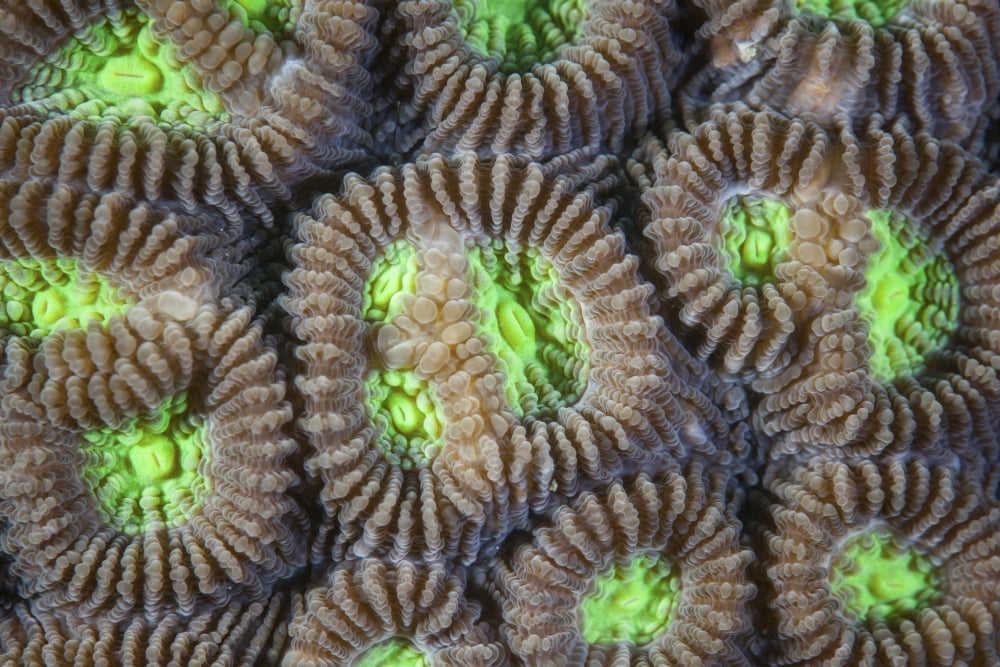 Coral polyps grow on a reef in Indonesia Canvas Art - Ethan DanielsStocktrek Images (17 x 12)