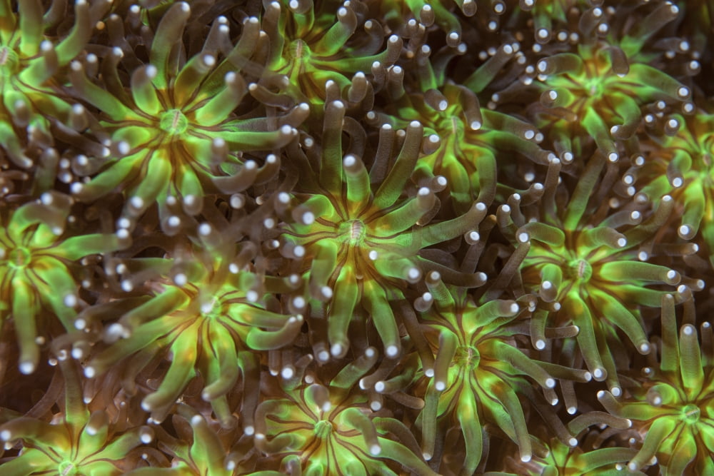 Coral polyps wait for plankton on a reef Canvas Art - Ethan DanielsStocktrek Images (34 x 23)