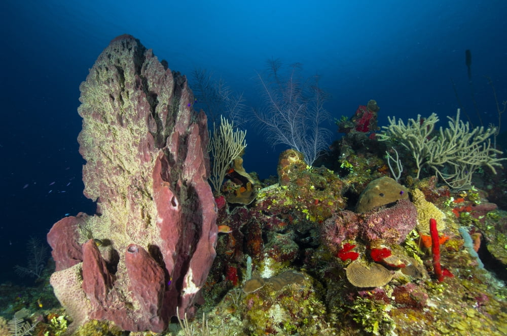 Coral reef and sponges Belize Canvas Art - Todd WinnerStocktrek Images (35 x 23)