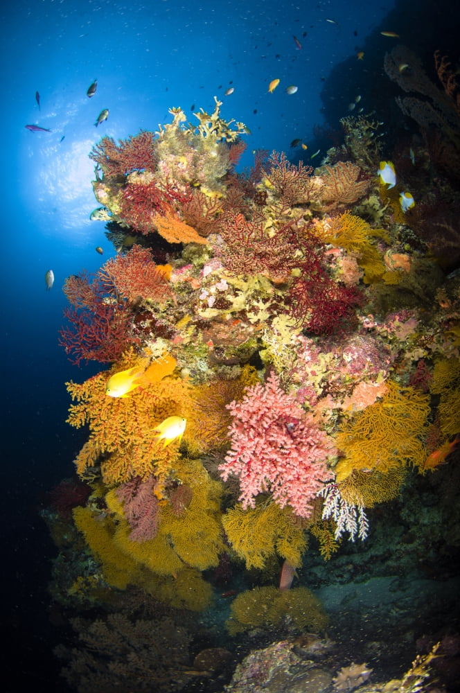Coral reef seascape Australia Canvas Art - Todd WinnerStocktrek Images (12 x 18)