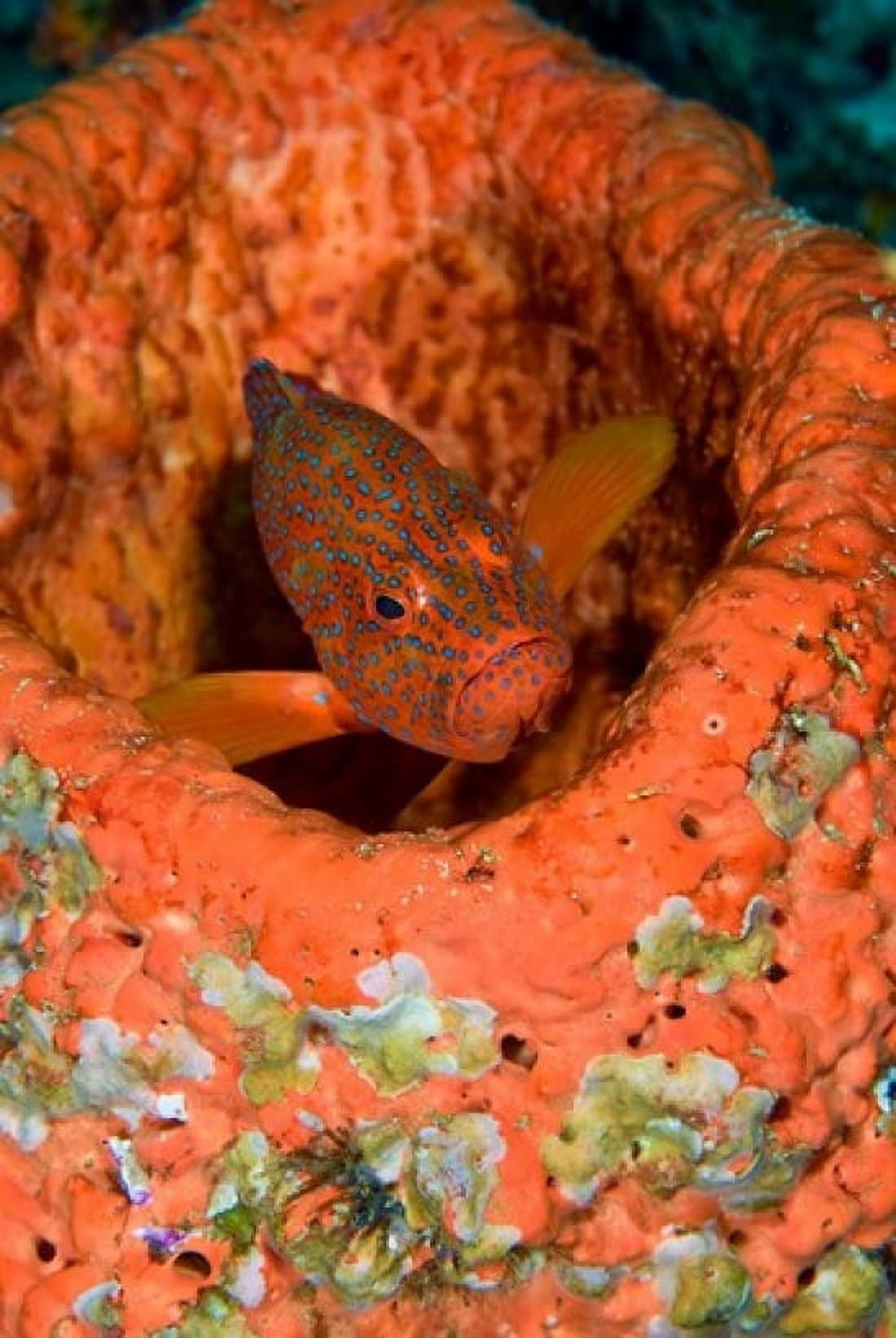 Coral trout fish Canvas Art - Jaynes Gallery DanitaDelimont (18 x 26)