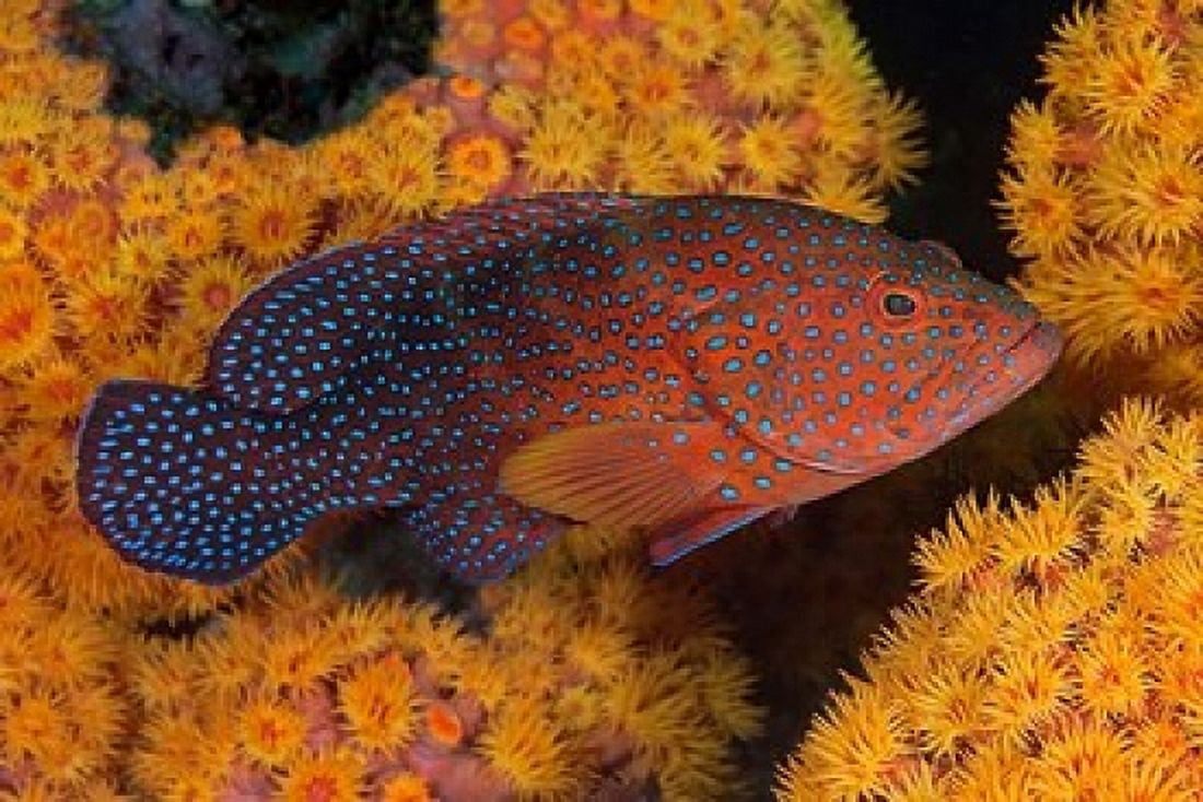 Coral trout fish and coral Raja Ampat Papua Indonesia Canvas Art - Jaynes Gallery DanitaDelimont (20 x 13)