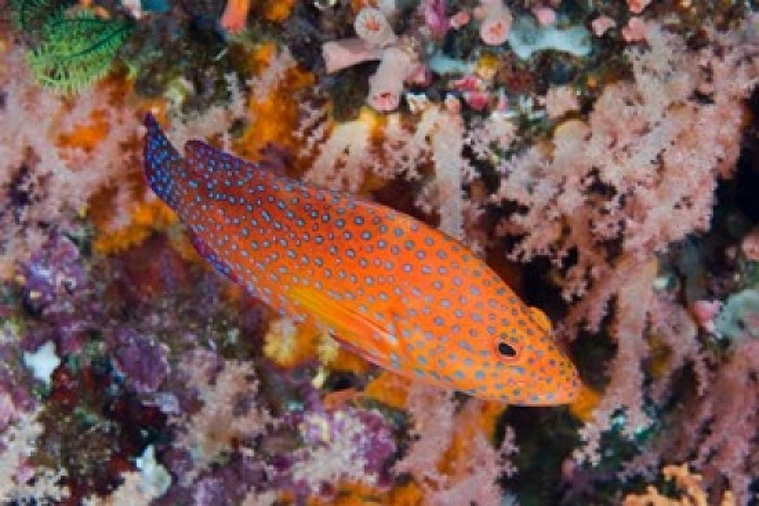Coral trout swims among reef Canvas Art - Jaynes Gallery DanitaDelimont (36 x 24)