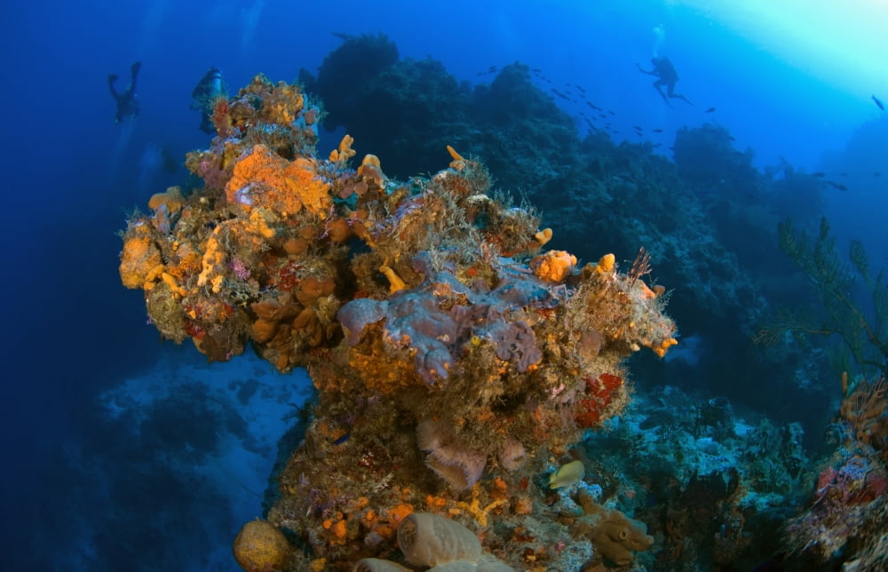 Corals And Sponges Cozumel Mexico Canvas Art - Carson Ganci Design Pics (19 x 12)