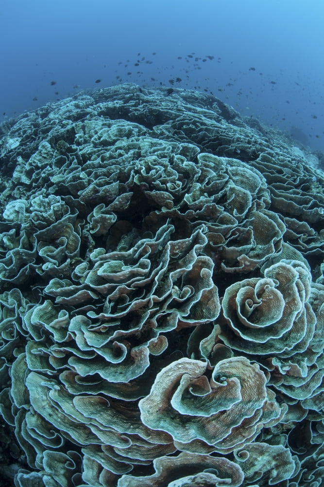 Corals are beginning to bleach on a reef in Indonesia Canvas Art - Ethan DanielsStocktrek Images (12 x 17)