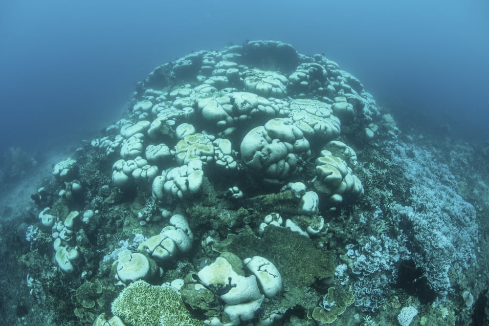 Corals are beginning to bleach on a reef in Indonesia Canvas Art - Ethan DanielsStocktrek Images (17 x 12)