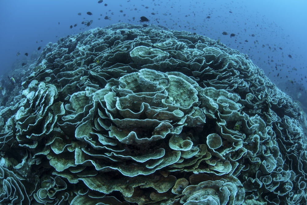 Corals are beginning to bleach on a reef in Indonesia Canvas Art - Ethan DanielsStocktrek Images (17 x 12)