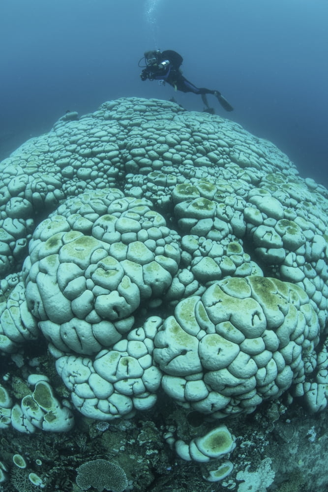 Corals are beginning to bleach on a reef in Indonesia Canvas Art - Ethan DanielsStocktrek Images (23 x 34)