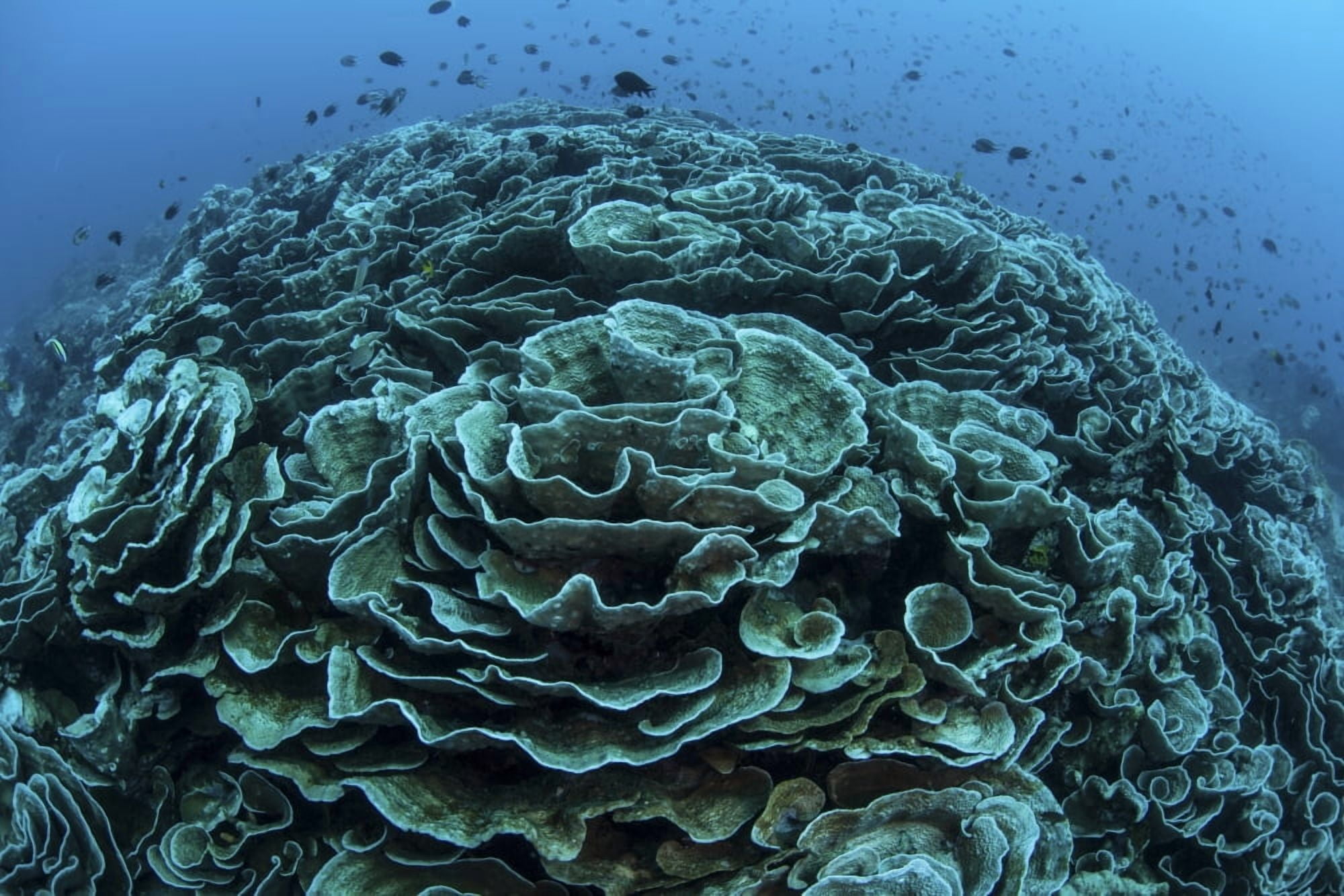 Corals are beginning to bleach on a reef in Indonesia Canvas Art - Ethan DanielsStocktrek Images (34 x 23)