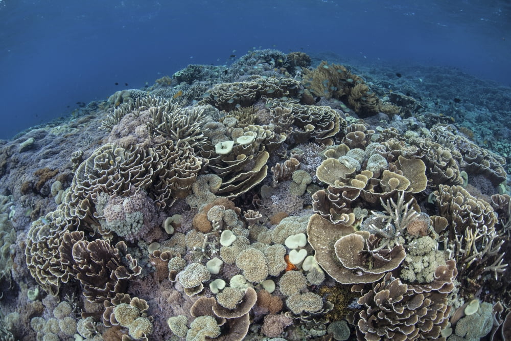 Corals compete for space to grow on a reef in Indonesia Canvas Art - Ethan DanielsStocktrek Images (34 x 23)