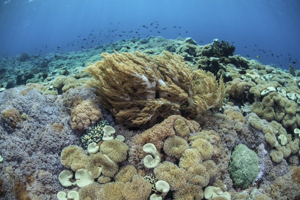 Corals compete for space to grow on a reef in Indonesia Canvas Art - Ethan DanielsStocktrek Images (34 x 23)