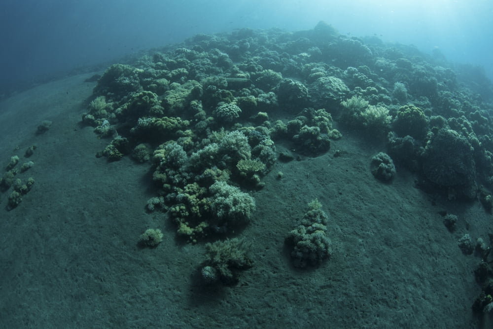 Corals encroach on a black sand slope in Komodo National Park Indonesia Canvas Art - Ethan DanielsStocktrek Images (17 x 12)