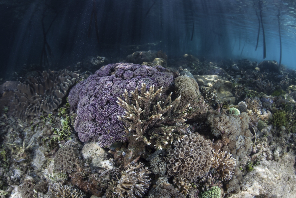Corals grow along the edge of a mangrove forest in Raja Ampat Canvas Art - Ethan DanielsStocktrek Images (17 x 12)