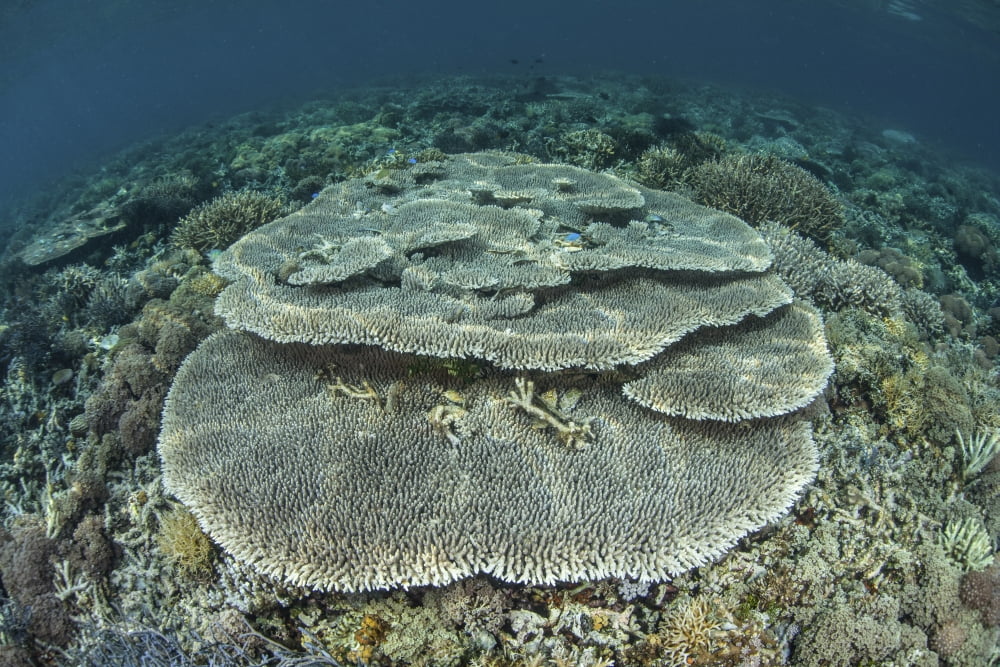 Corals grow on a shallow reef in Indonesia Canvas Art - Ethan DanielsStocktrek Images (18 x 12)