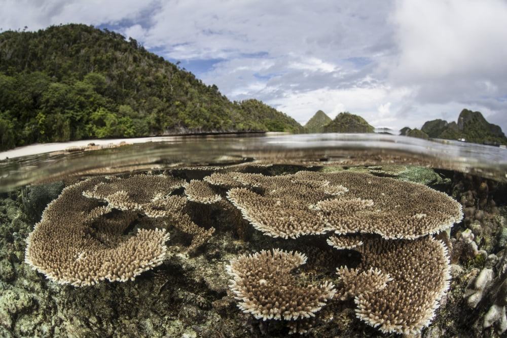 Corals grow on a shallow reef in Raja Ampat Indonesia Canvas Art - Ethan DanielsStocktrek Images (18 x 12)