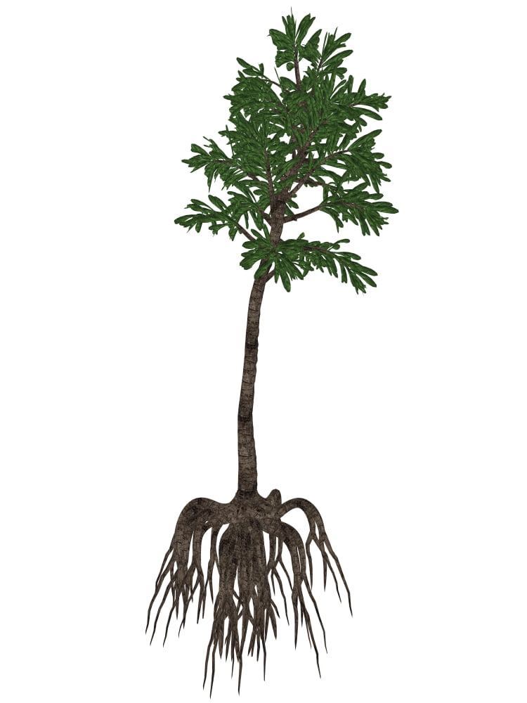 Cordaites prehistoric plant from the Carboniferous period Canvas Art - Elena DuvernayStocktrek Images (13 x 17)