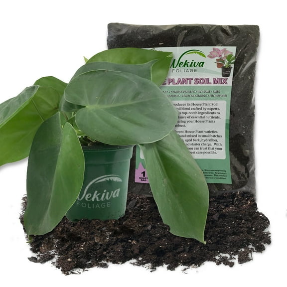 Cordatum Philodendron and Soil Mix Combo - Live Plant in a 4 Inch Pot with 1 Quart Houseplant Soil Mix - Philodendron Erubescens with Custom Soil Blend