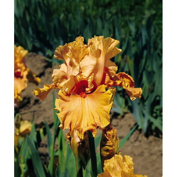 Cordoba Tall Bearded Iris - 1 Rhizome