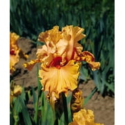 Cordoba Tall Bearded Iris - 1 Rhizome