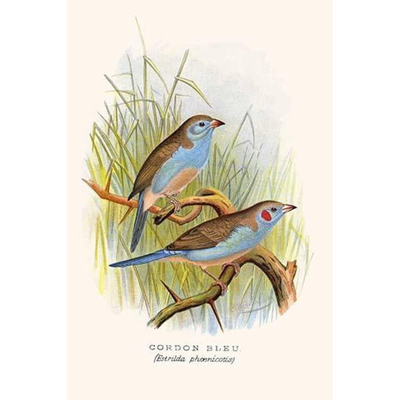 Cordon Bleu or Crimson Eared Waxbill-Fine Art Canvas Print (20" x 30")