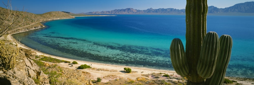 Cordon cactus on the coast Bay Of Conception Baja California Mexico Canvas Art - Panoramic Images (27 x 9)