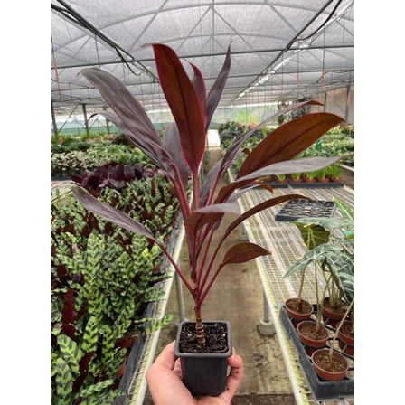 Cordyline 'Calypso Queen', 3" Pot, Indoor Houseplant, Easy Care, Live Plant for Indoor & Outdoor
