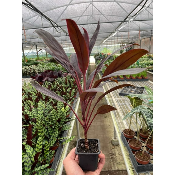 Cordyline 'Calypso Queen', 3" Pot, Indoor Houseplant, Easy Care, Live Plant for Indoor & Outdoor