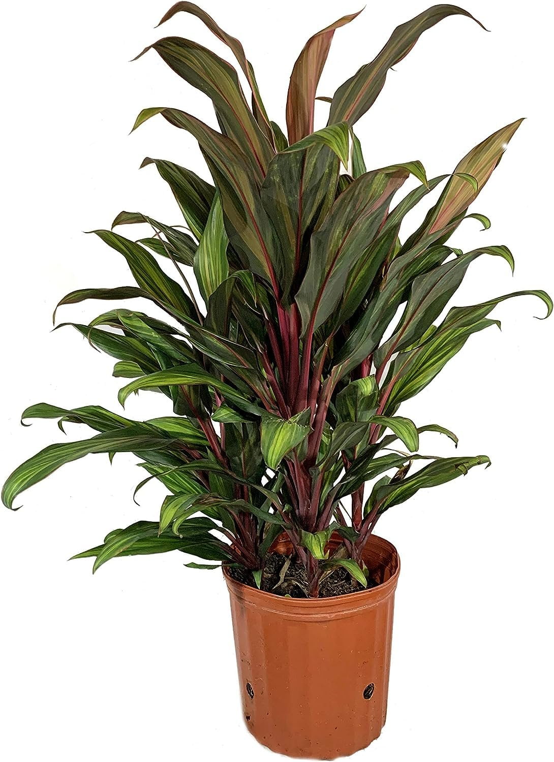 Cordyline Kiwi Ti Plant - Live Plant in an 10 Inch Growers Pot