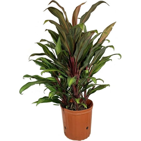 Cordyline Kiwi Ti Plant - Live Plant in an 10 Inch Growers Pot - Cordyline Fruticosa 'Kiwi' - Florist Quality Beautiful Indoor Outdoor Air Purifying Houseplant
